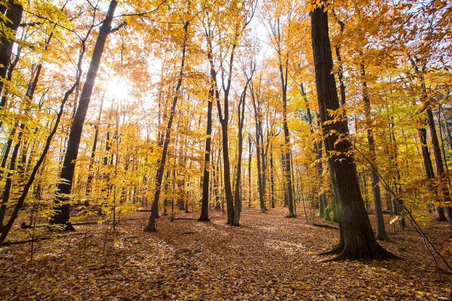 Evergreen Financial Habits That Stand the Test of Time